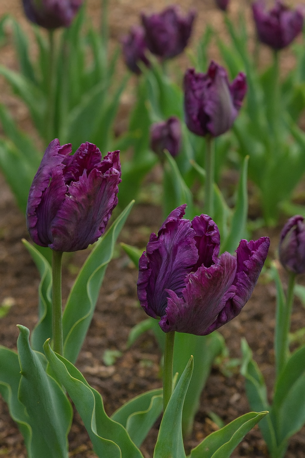 Tulipan Papiga - Papiga Negrita - 12/+