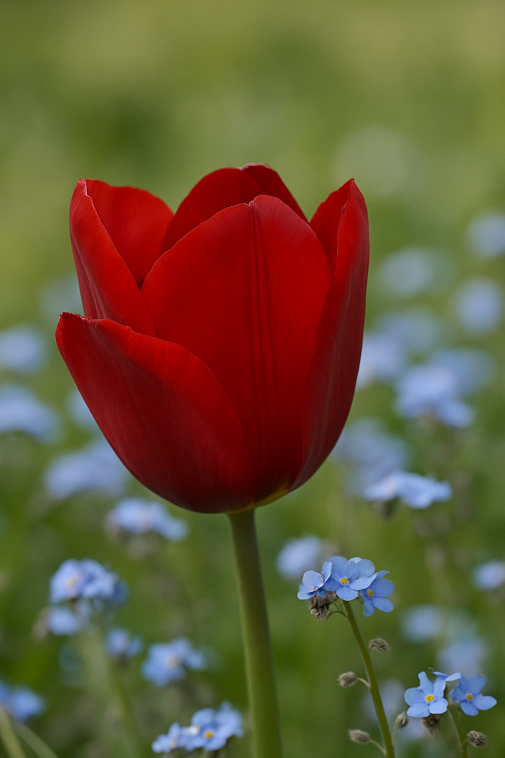 Tulipan Triumph - Pallada - 12/+