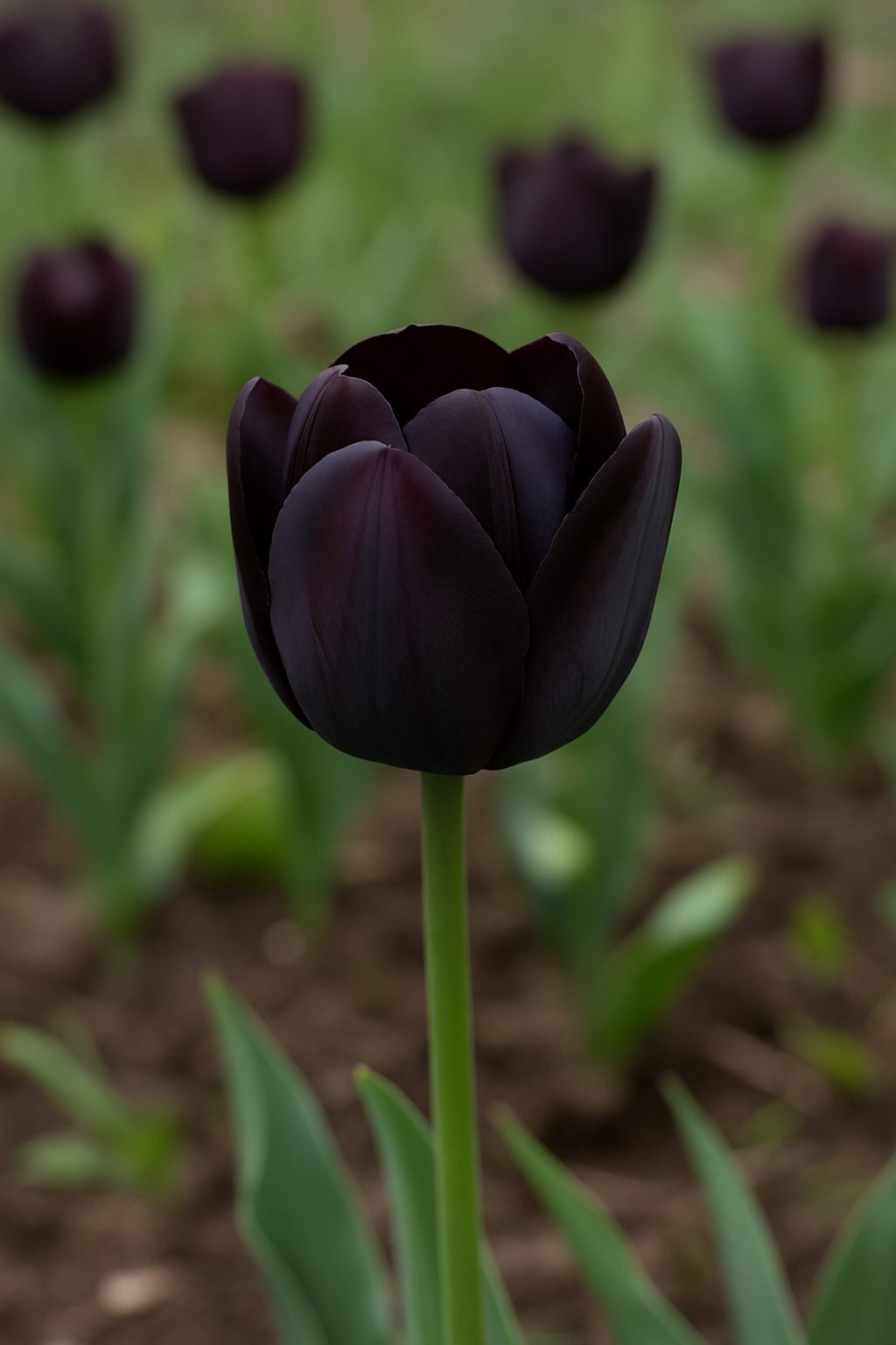 Tulipan Jednostavni Kasni - Kraljica Noći - 12/+