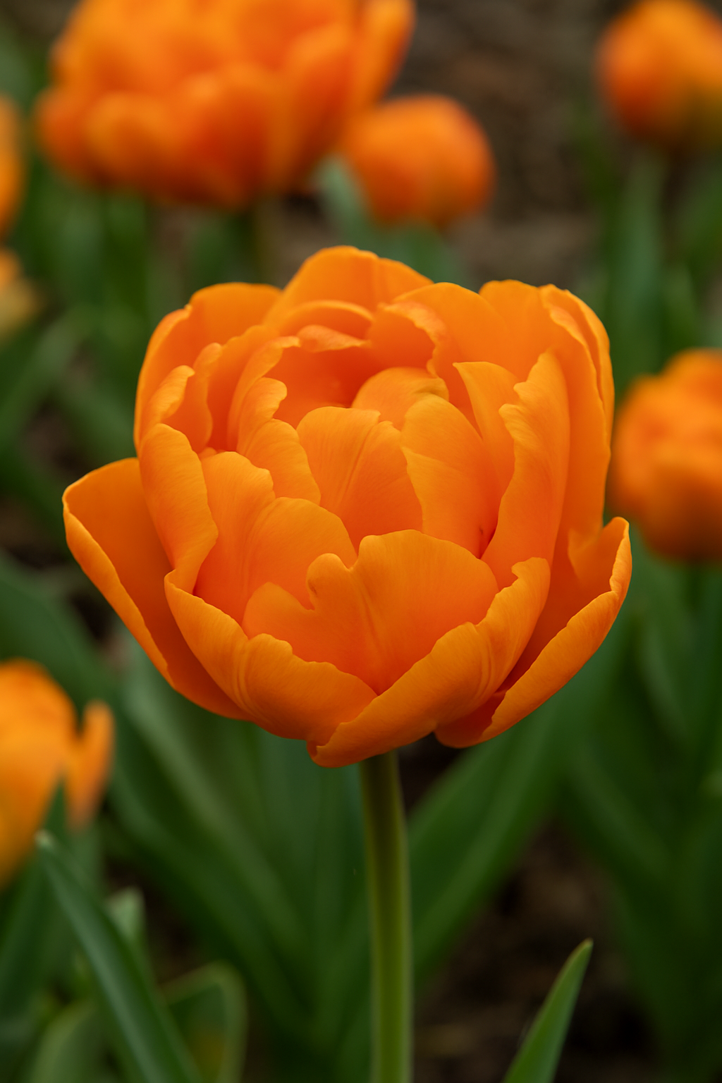 Tulipan Double Late - Queensday - 12/+