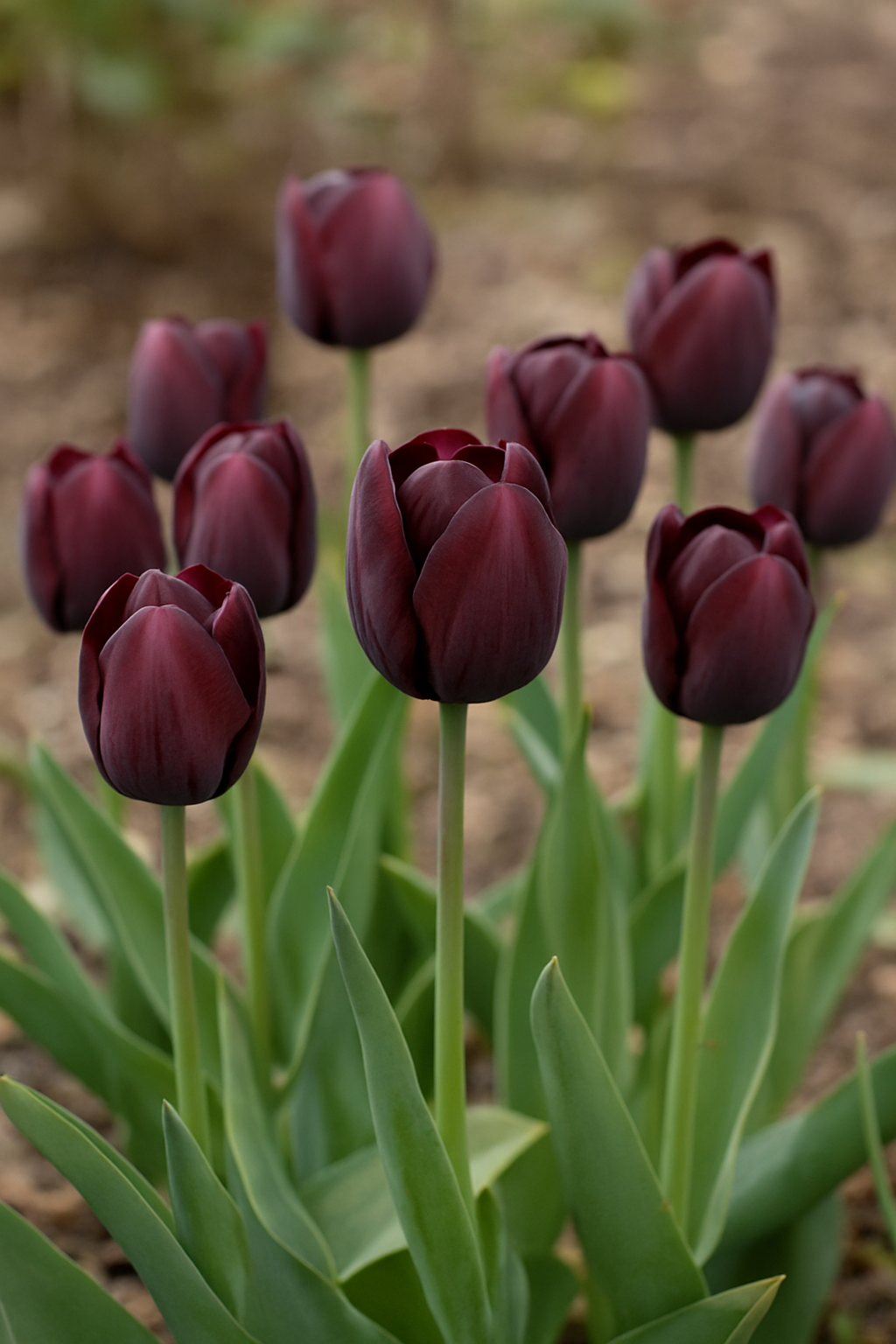 Tulipan Triumph - Ronaldo - 12/+