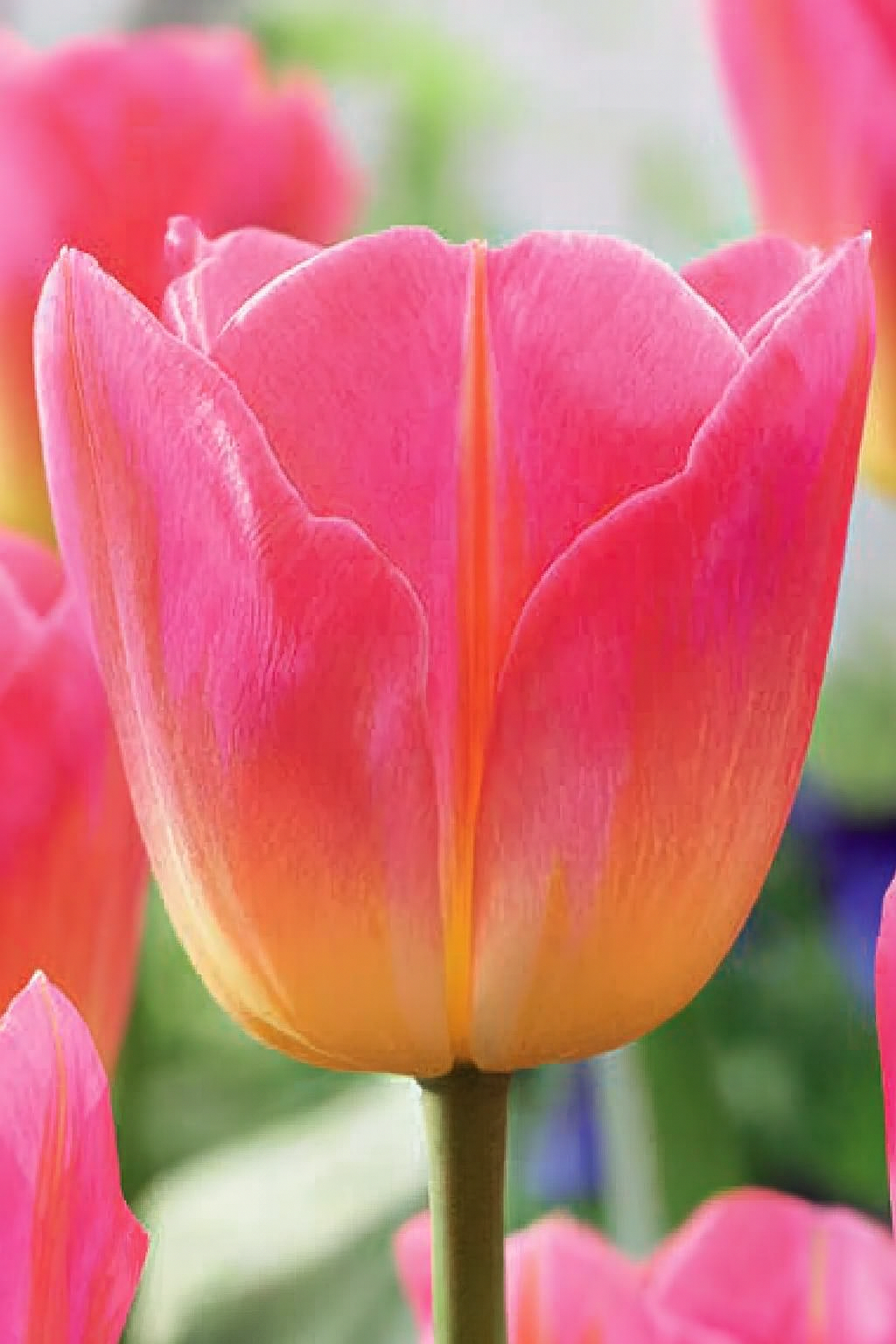 Tulipan Triumph - Tom Pouce - 12/+