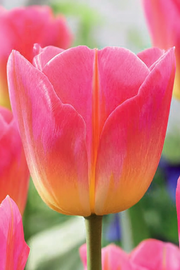 Tulip Triumph - Tom Pouce - 12/+