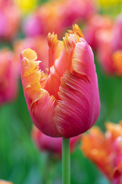 Tulip Parrot - Amazing Parrot - 12/+