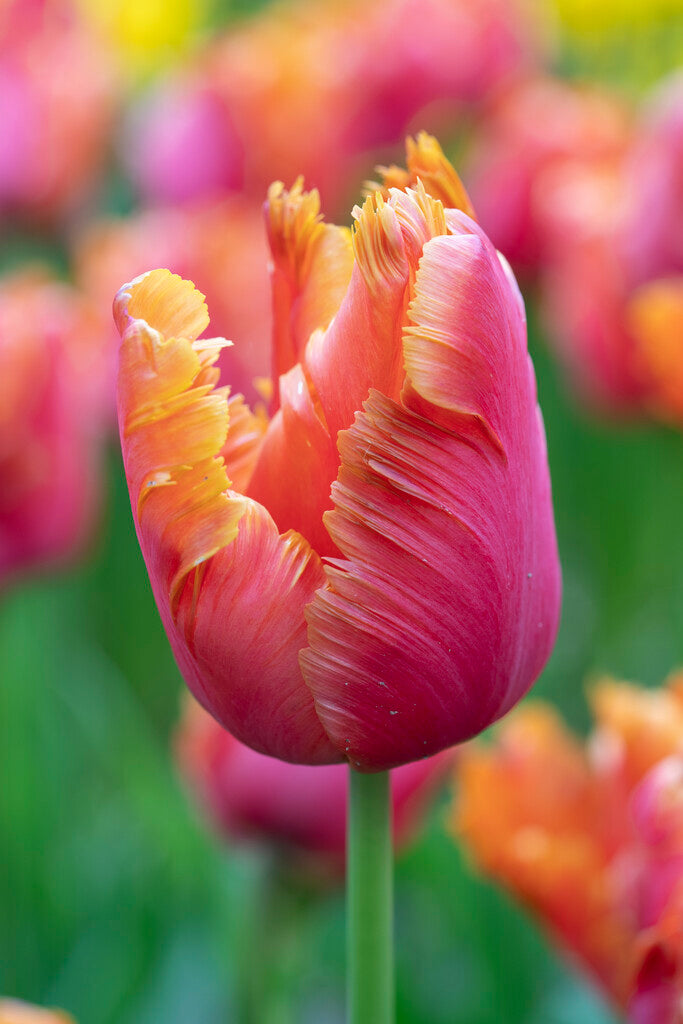 Tulip Parrot - Amazing Parrot - 12/+
