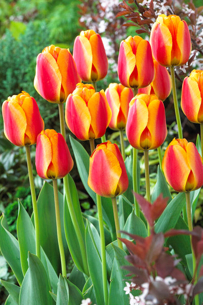 Tulip Darwin Hybride -  Apeldoorn's Elite - 12/+