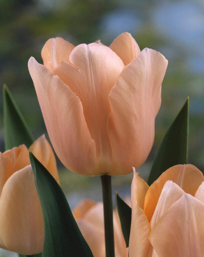 Tulipan Single Early - Apricot Beauty - 12/+