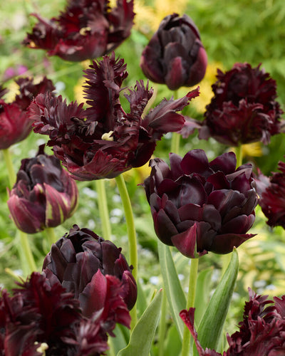 Tulip Parrot - Black Parrot - 12/+