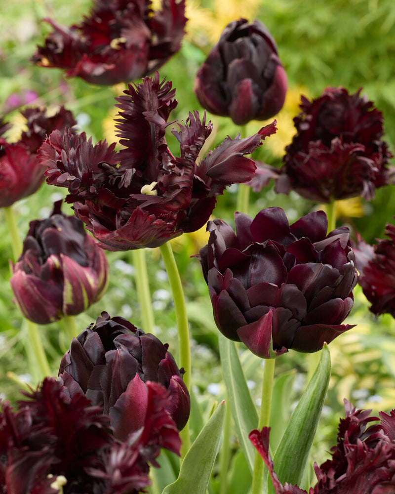 Tulip Parrot - Black Parrot - 12/+