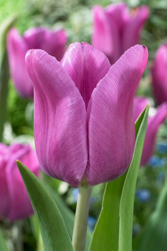 Tulip Triumph - Blue Beauty - 12/+
