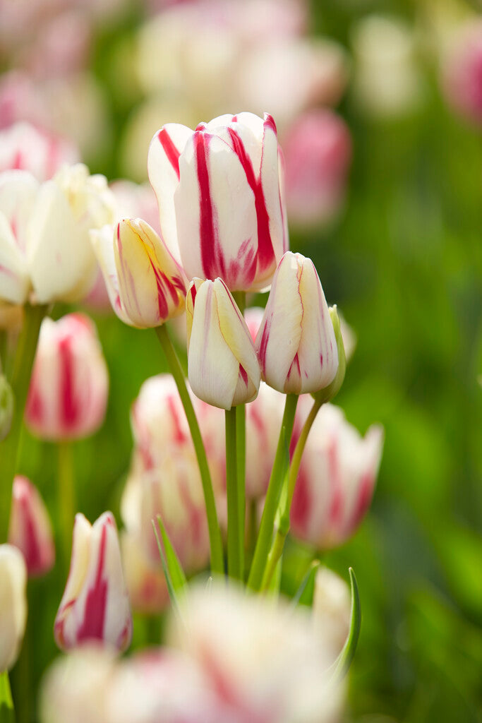 Tulip Multiflowering - Candy Club - 12/+