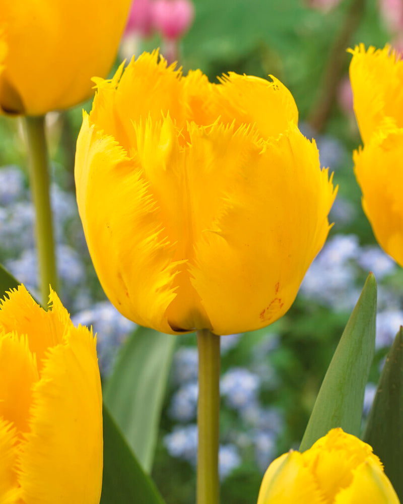 Tulip Fringed - Crystal Star - 12/+