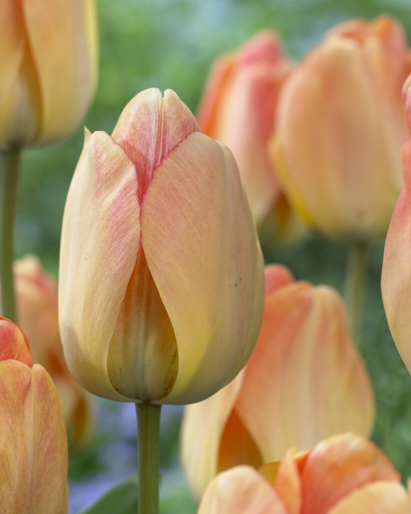 Tulipan Darwin hibrid - Daydream - 12/+