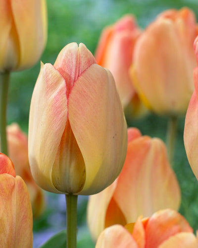 Tulip Darwin Hybride - Daydream - 12/+