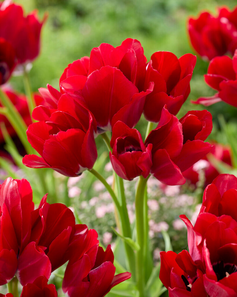 Tulip Multiflowering -  Fiery Club - 12/+