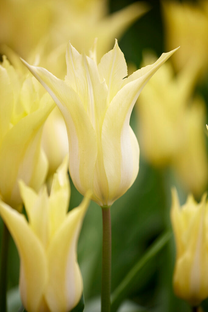 Tulip Lilyflowering - Florijn Chic - 12/+