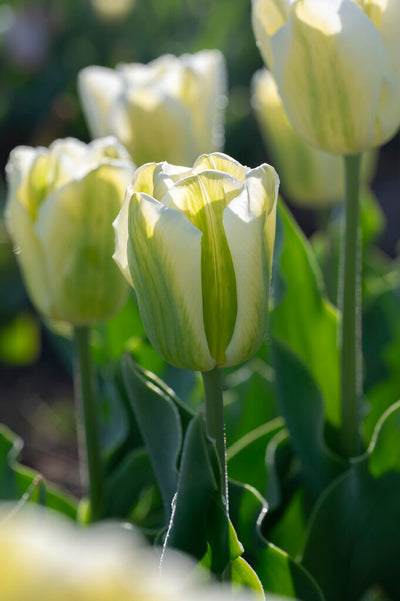 Tulip Triumph - Green Spirit - 12/+