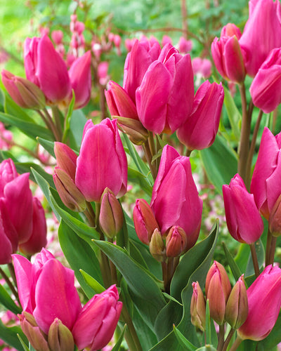 Tulip Multiflowering - Happy Family- 12/+