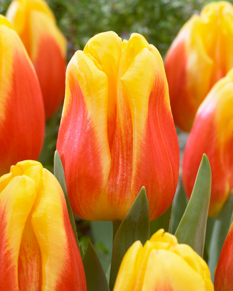 Tulip Triumph - Ice Lolly - 12/+
