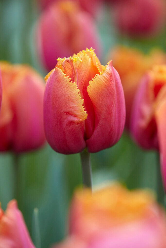 Tulip Fringed - Louvre Orange - 12/+