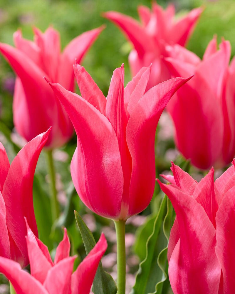 Tulip Lilyflowering - Mariette - 12/+