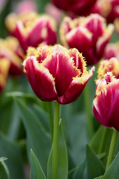 Tulip Fringed -  Mercure - 12/+