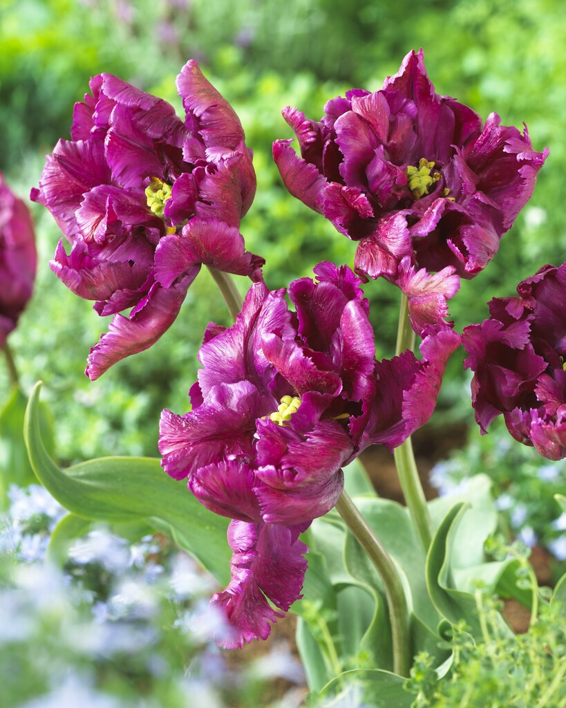 Tulipan Papiga - Papiga Negrita - 12/+