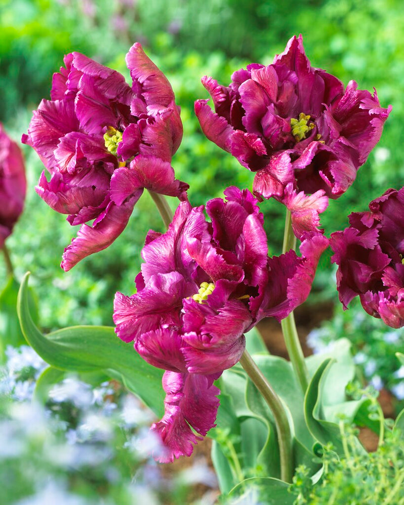 Tulip Parrot - Parrot Negrita - 12/+
