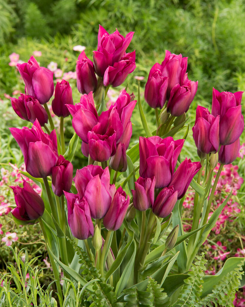 Tulip Multiflowering - Night Club - 12/+