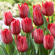 Tulip Triumph - Pallada - 12/+
