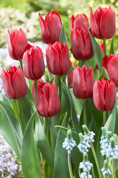 Tulip Triumph - Pallada - 12/+