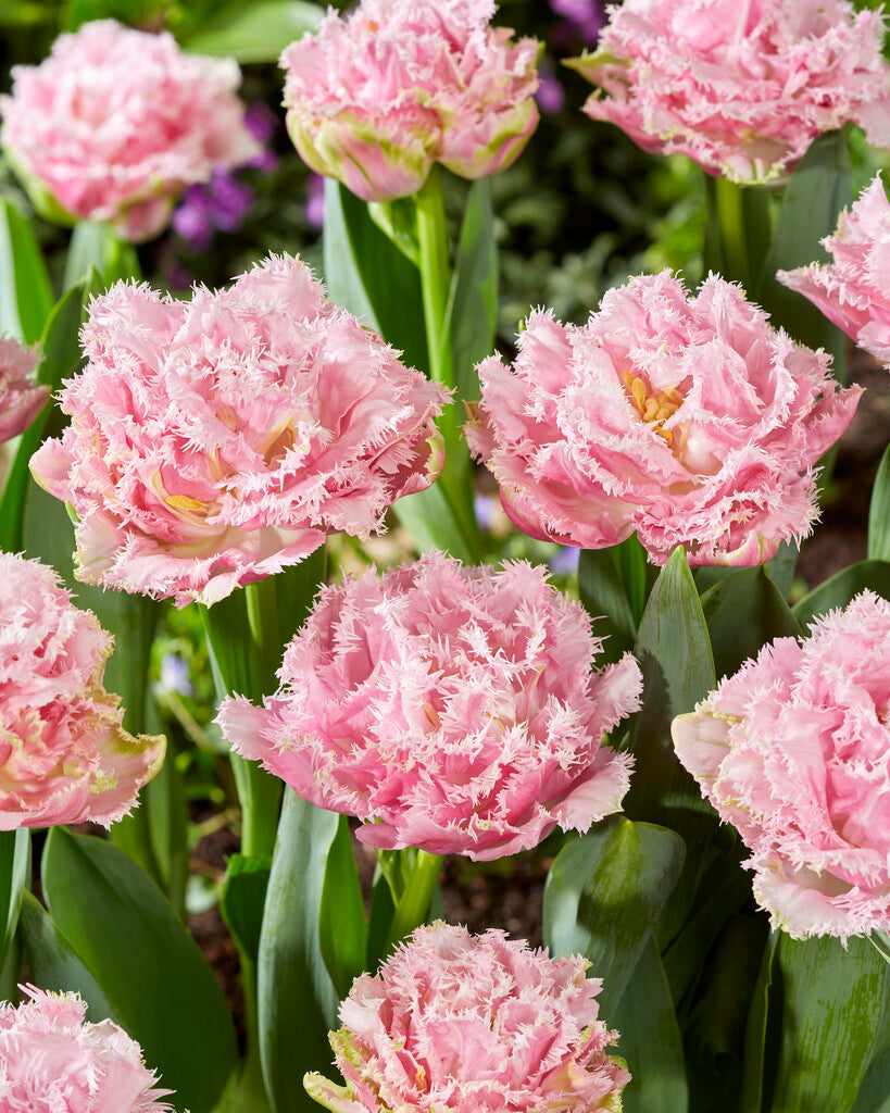 Tulipan frizirani - Perth - 12/+