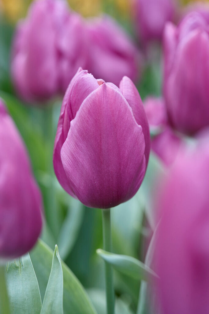 Tulipan Triumph - Purple Prince - 12/+