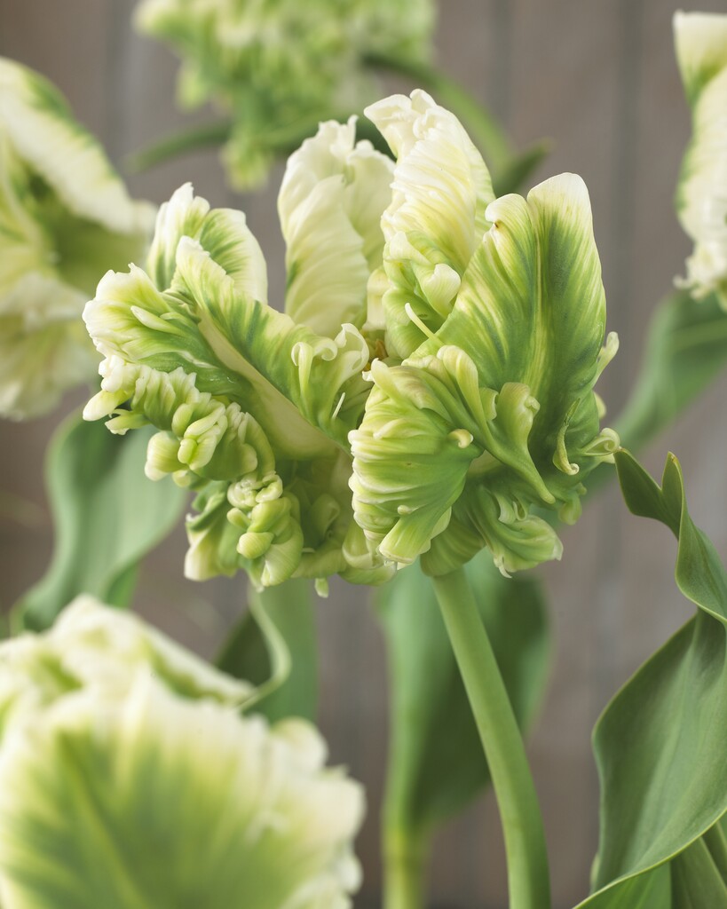 Tulipan Papiga - Super Papiga - 12/+