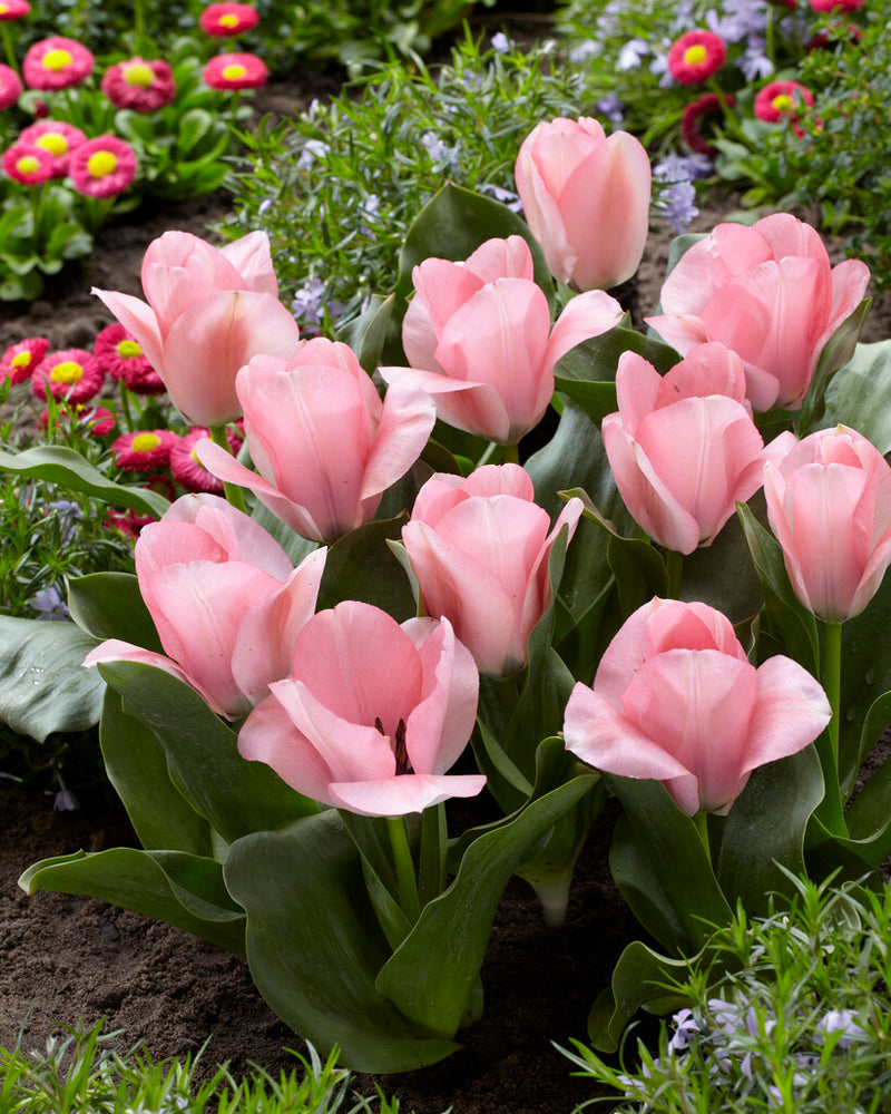 Tulip Fosteriana - Sweet Sixteen - 12/+