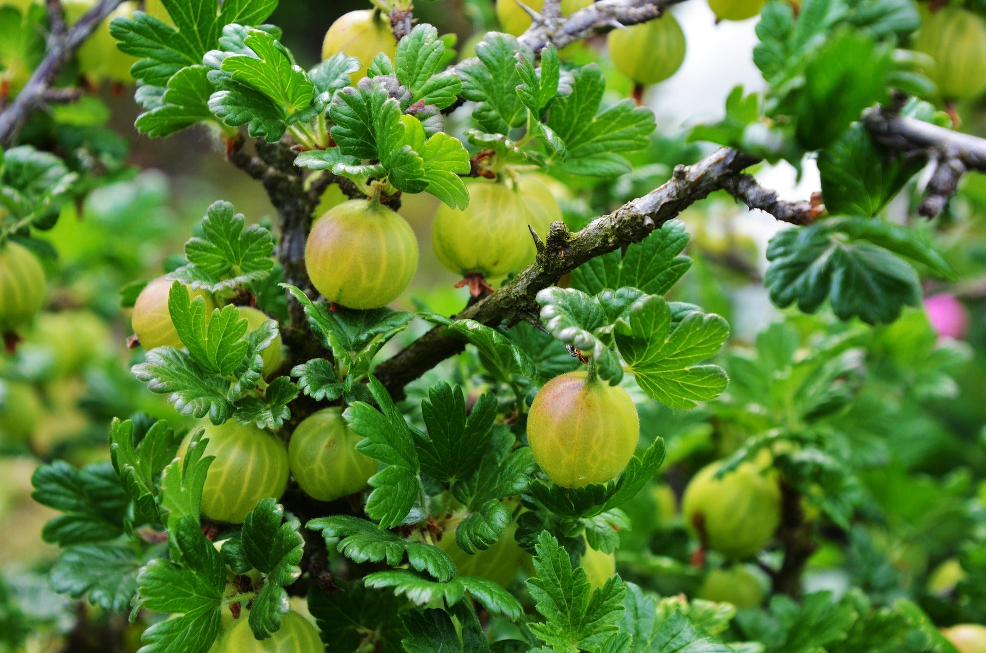 Gooseberry - Hinnonmaki Grön - 2L