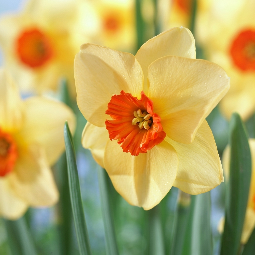 Narcis - Altruist - 14/16