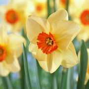 Daffodil - Altruist - 14/16