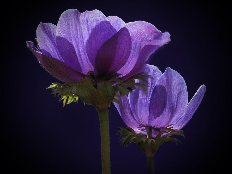 Anemone Blu - +2/3