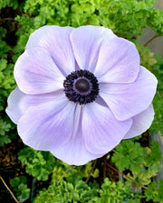 Anemone - Azzurro - +2/3