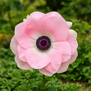 Anemona - Rosa Chiaro - 2/3