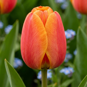 Tulipan Darwin hibrid - Apeldoorn's Elite - 12/+