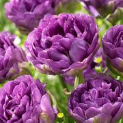 Tulip Double Late - Blu Wow - 12/+