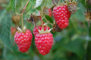Raspberry - Malling Promise - 2L