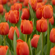 Tulip Triumph - Cadans - 12/+