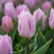 Tulip Triumph - Candy Prince - 12/+