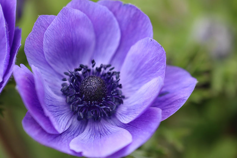 Anemone Blu - +2/3