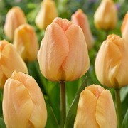 Tulipan Darwin hibrid - Daydream - 12/+