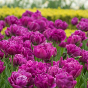Tulip Double Late - Double Negrita - 12/+