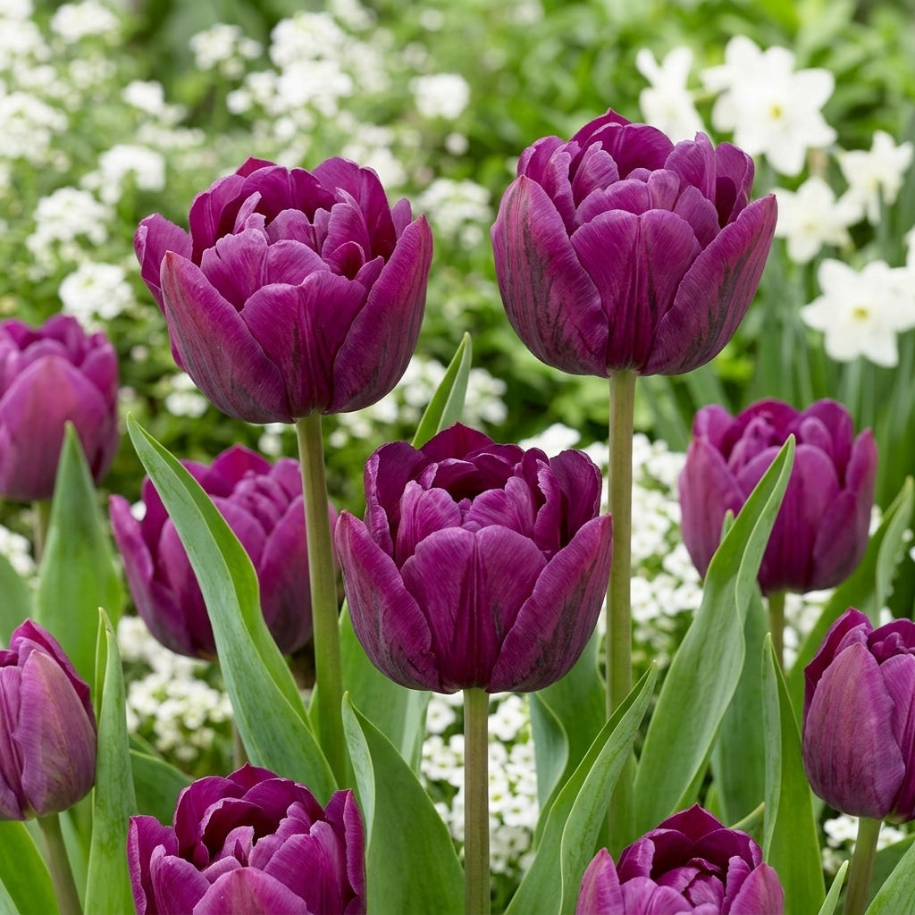 Tulip Double Late - Double Negrita - 12/+